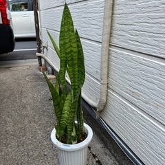 観葉植物　ゼラニカ
