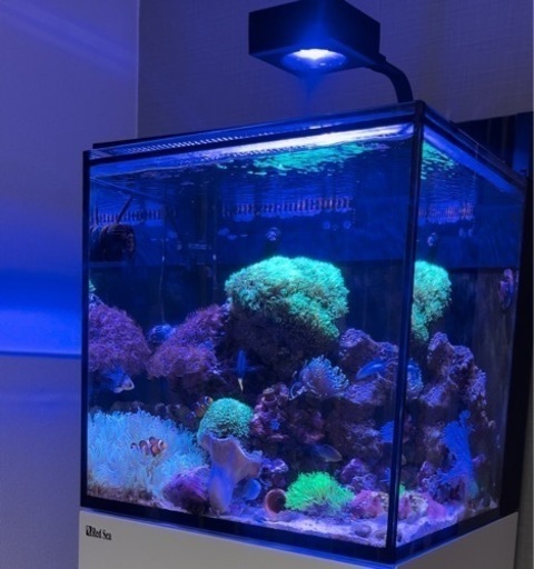 レッドシーマックスナノ＋ミニットストリーム2個