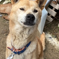 田舎の番犬なら任せて！ - 大田市