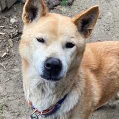 田舎の番犬なら任せて！ - 犬