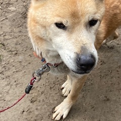 田舎の番犬なら任せて！ - 里親募集