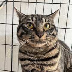 たわし　猫　一歳！