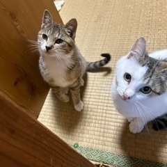 キジ白くんとキジトラちゃんの里親探しています！