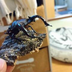 フォルスターフタマタクワガタ(原名)　CBF1　3齢幼虫　♀6頭