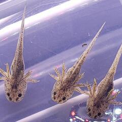 アンダーソンサラマンダー稚魚