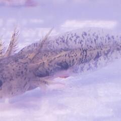 アンダーソンサラマンダー稚魚の画像