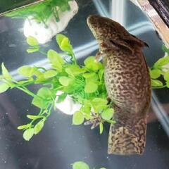 アンダーソンサラマンダー稚魚の画像