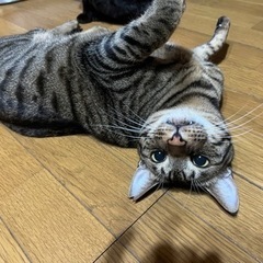 とっても甘えん坊のタケル - 猫