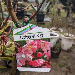 花カイドウの画像