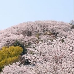 お花見　野点　開催情報〜求む〜