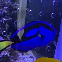 取引き中、海水魚、サンゴ、ナンヨウハギ　の画像