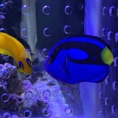 取引き中、海水魚、サンゴ、ナンヨウハギ　の画像