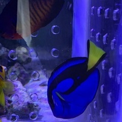 取引き中、海水魚、サンゴ、ナンヨウハギ　の画像