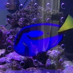 取引き中、海水魚、サンゴ、ナンヨウハギ　