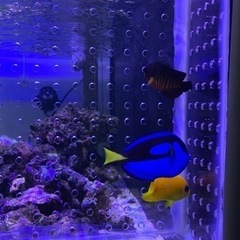 取引き中、海水魚、サンゴ、ナンヨウハギ　の画像