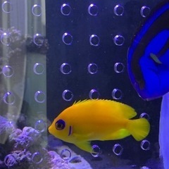 取引き中海水魚、サンゴ、レモンピールの画像