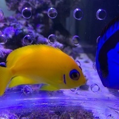 取引き中海水魚、サンゴ、レモンピールの画像