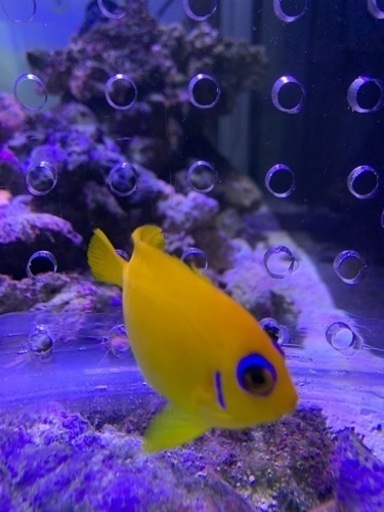 取引き中海水魚、サンゴ、レモンピール