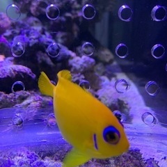 取引き中海水魚、サンゴ、レモンピールの画像