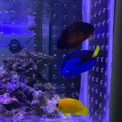 取引き中海水魚、サンゴ、レモンピールの画像