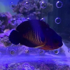 取引き者決定、海水魚、サンゴ、ルリヤッコの画像