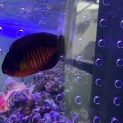 取引き者決定、海水魚、サンゴ、ルリヤッコの画像