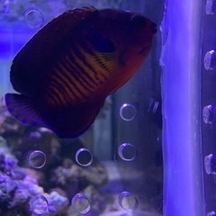 取引き者決定、海水魚、サンゴ、ルリヤッコの画像