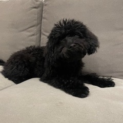 マルプーの里親を探しています