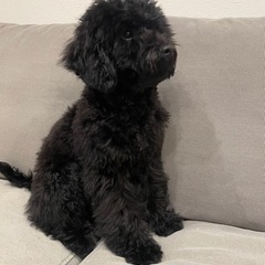 マルプーの里親を探しています - 犬