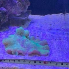 取引き者決定、海水魚、サンゴ、海キノコの画像