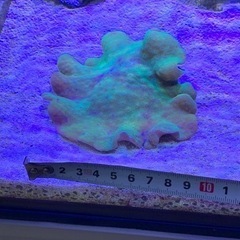 取引き者決定、海水魚、サンゴ、海キノコの画像