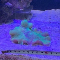 取引き者決定、海水魚、サンゴ、海キノコの画像