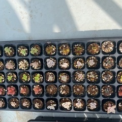 多肉植物いろいろあります。