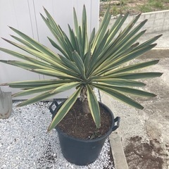 生活雑貨 家庭用品 ガーデニングの画像