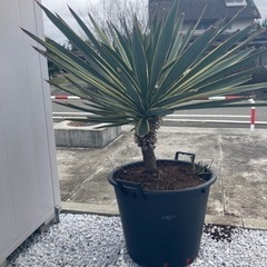 生活雑貨 家庭用品 ガーデニングの画像