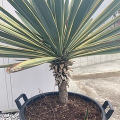 生活雑貨 家庭用品 ガーデニングの画像