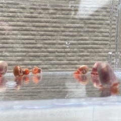 レッドラムズホーン　５匹２００円　同時購入割引ありの画像