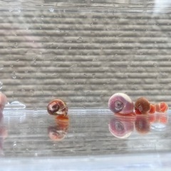 レッドラムズホーン　５匹２００円　同時購入割引ありの画像