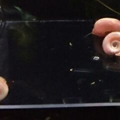 ラムズホーン 桃色 05の画像