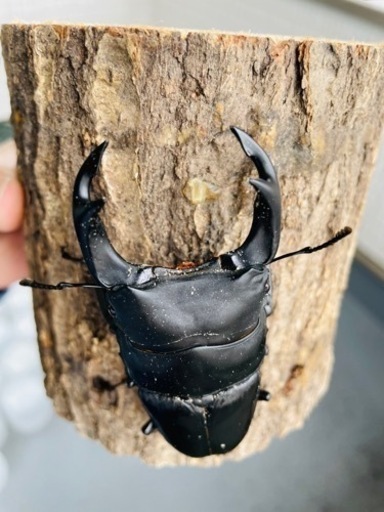 能勢SRオオクワガタ【89.0mm】♂単品令和4年羽化