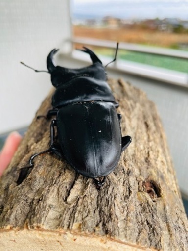 能勢SRオオクワガタ【89.0mm】♂単品令和4年羽化
