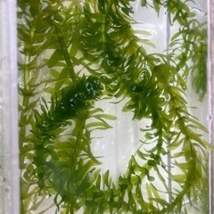 無農薬　アナカリス(水草)約 1mものを数本