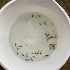 ミナミヌマエビ　2025の画像