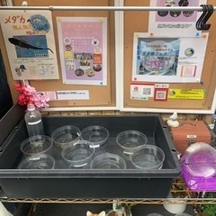 めだかの蓮音無人販売所　めだか販売　メダカ販売　ハンドメイド雑貨の画像