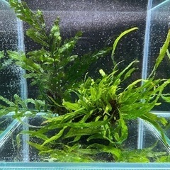 流木付き水草
