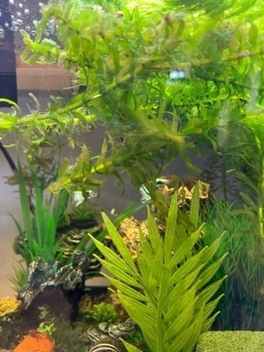 60水槽セット