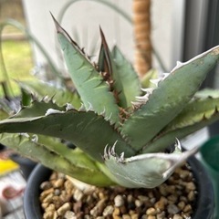 アガベ　オアハカの画像