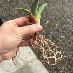 アガベ　オアハカの画像