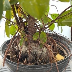 生活雑貨 家庭用品 ガーデニング