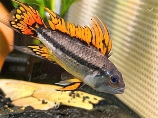 アピストグラマカカトゥオイデス ダブルレッド